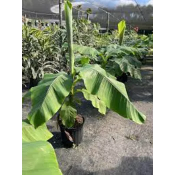 Excellent Banana Plants